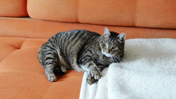Funny fat cat — Stock Video © nikitabuida #73416045