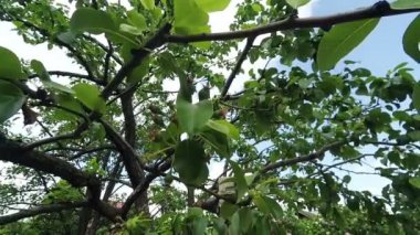 Küçük armut ağacı brunch