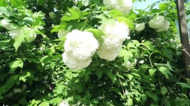 Kartopu ağaç brunch