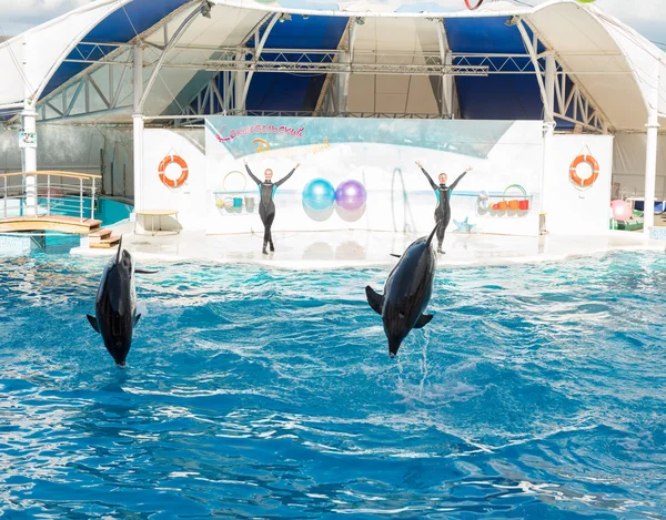 Koktebel 2013年9月20日 海豚表演现场 戏剧化的海豚在游泳池里表演特技表演 — 图库照片