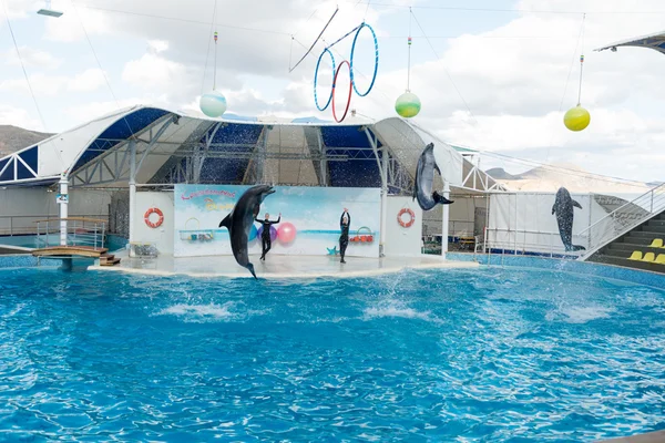 Koktebel Eylül 2013 Yunus Gösterisi Sahnesi Havuzda Gösteri Yapan Eğlenceli — Stok fotoğraf