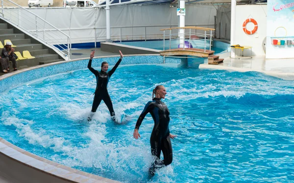 Тебель Сентября 2013Г Дельфийское Шоу Игривые Дельфины Выполняют Трюки Бассейне — стоковое фото