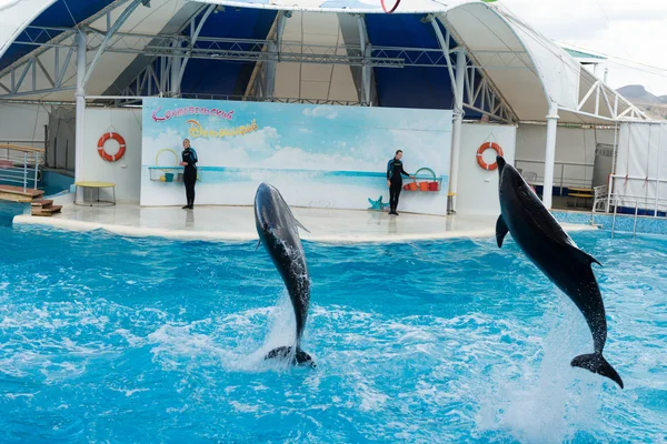 Koktebel September 2013 Delfinshow Szene Verspielte Delfine Führen Stunts Pool — Stockfoto