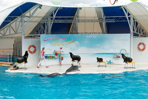 Koktebel 2013年9月20日 海豚表演现场 戏剧化的海豚在游泳池里表演特技表演 — 图库照片