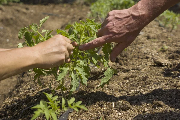 Groeiende tomaten — Stockfoto