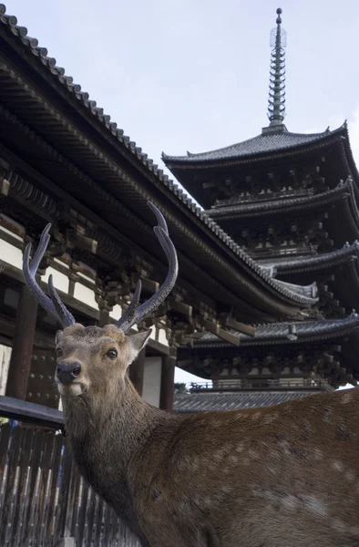Cervos Nara — Fotografia de Stock