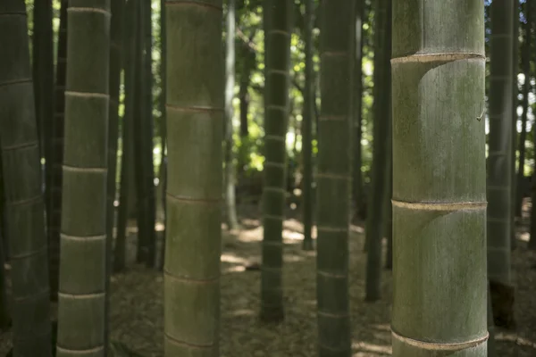 Bambu. Telifsiz Stok Fotoğraflar