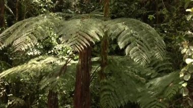 Ormanda eğrelti otunun üzerindeki yağmurun yavaş görüntüleri 