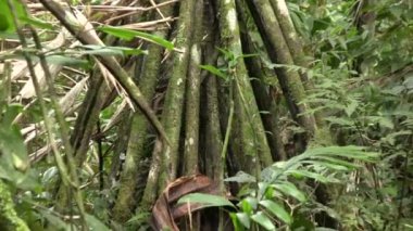 Ormandaki ağaçların yanındaki dalların üzerinde yavaş bir video. 