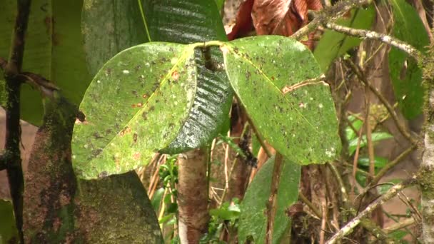 Imagens Lentas Chuva Nas Folhas Selva — Vídeo de Stock