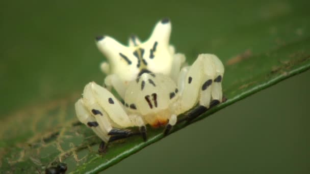 Büyük Beyaz Bir Örümceğin Hayalet Bir Böceğin Yavaş Görüntüleri — Stok video