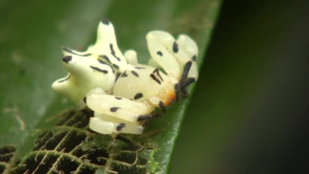 Images Lentes Insecte Hanteur Par Une Grande Araignée Blanche — Video