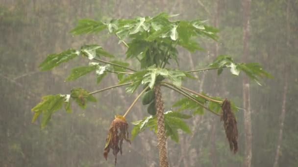 Långsamma Bilder Regn Löv Djungeln — Stockvideo