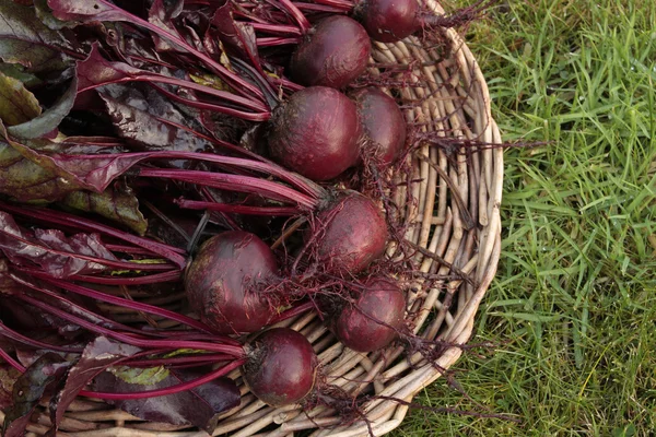 Mogen rotfrukter — Stockfoto