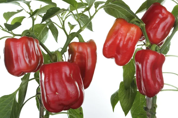 Fresh peppers detail — Stock Photo, Image