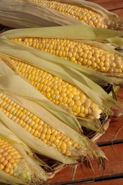 Fresh corn bunch — Stock Photo, Image