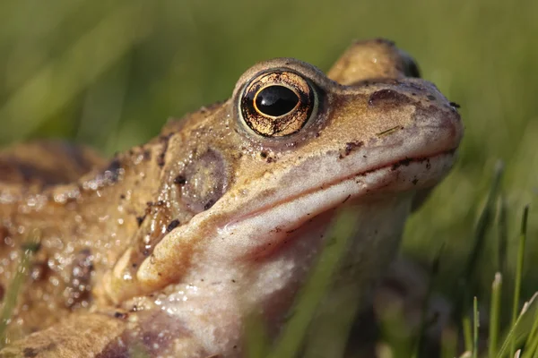 ortak kurbağa portre 