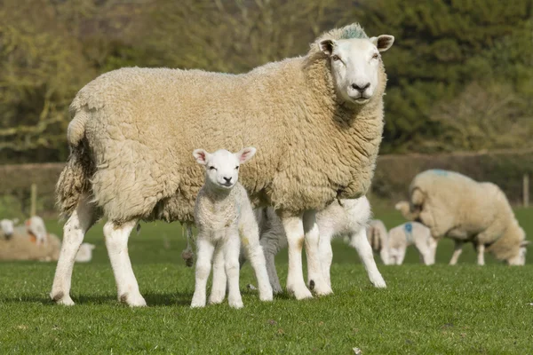 Schapen- en lamsvlees in platteland — Stockfoto