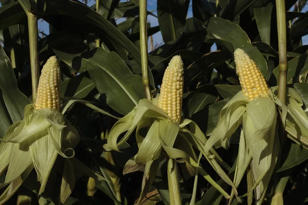 Corn growing in field — Stock Photo, Image