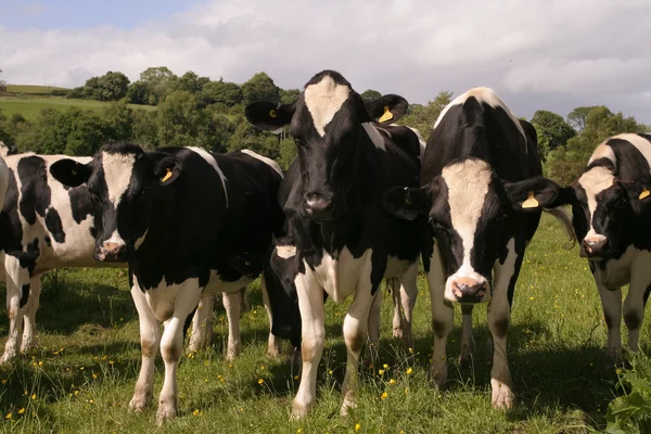 Vacas pastando en el campo —  Fotos de Stock