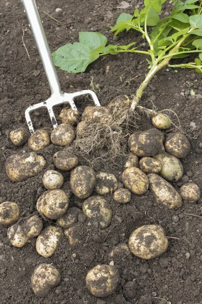 Potatis grävde ur jord — Stockfoto