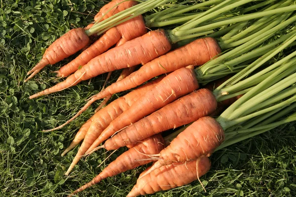 Ripe carrots bunch — Stock Photo, Image