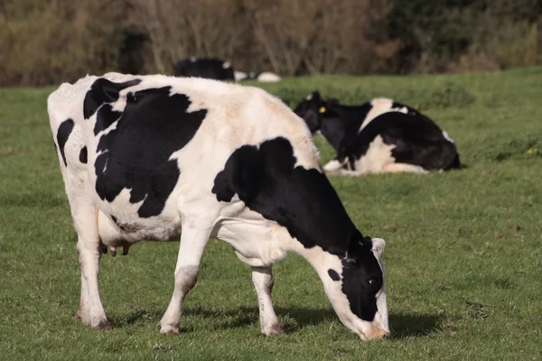 Vacas pastando en el campo —  Fotos de Stock