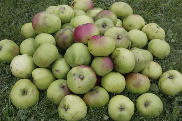Olgun yeşil elma yığını — Stok fotoğraf