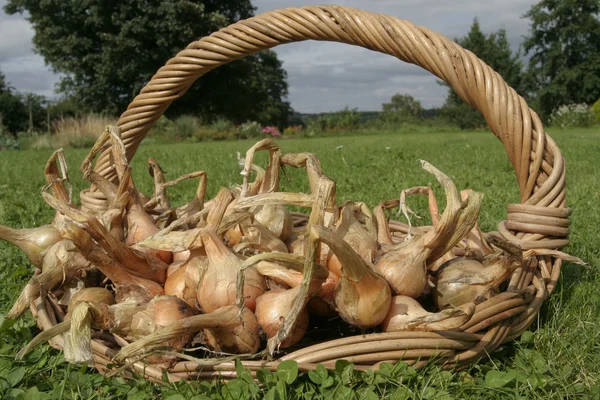 Ramo de cebollas maduras — Foto de Stock