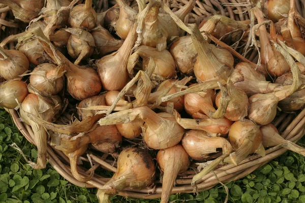 Bund reife Zwiebeln — Stockfoto