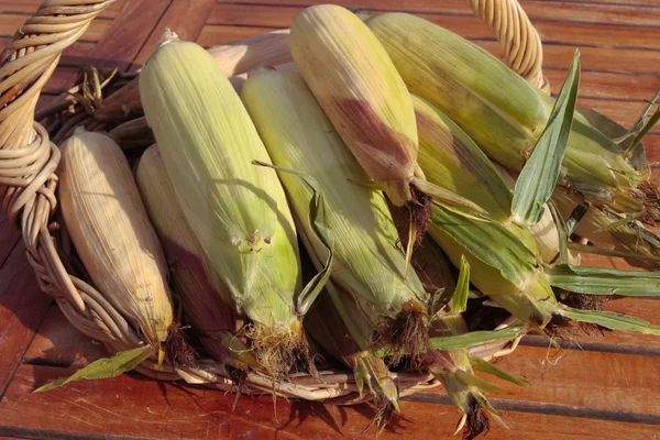 Fresh corn bunch — Stock Photo, Image