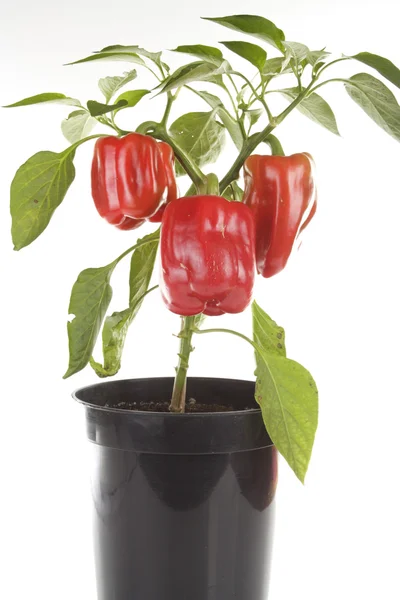 Fresh peppers plant detail — Stock Photo, Image