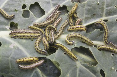 yaprak yiyen tırtıl