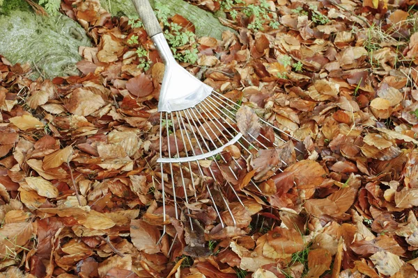 Rake con foglie autunnali — Foto Stock