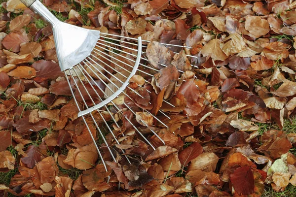 Ancinho com folhas de outono — Fotografia de Stock