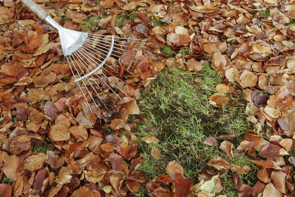 Rastrillo con hojas de otoño — Foto de Stock