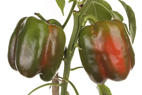 Fresh peppers detail — Stock Photo, Image