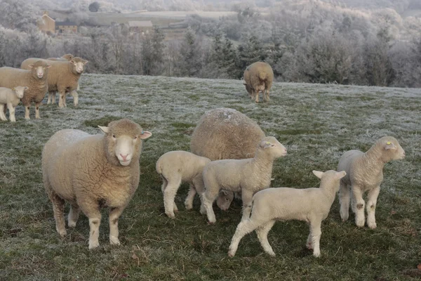 Ovejas y corderos pastando en invierno —  Fotos de Stock