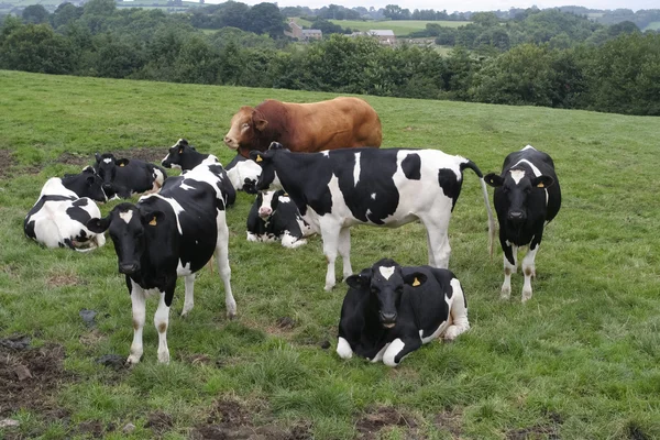 Mező, legelő tehenek — Stock Fotó