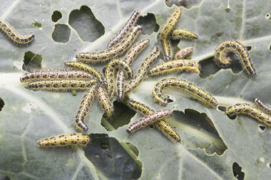 yaprak yiyen tırtıl