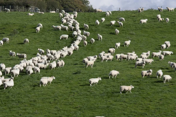 Ovejas y corderos Grazing —  Fotos de Stock