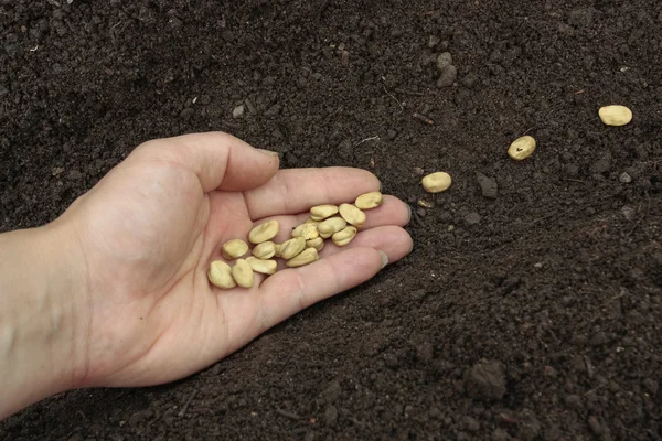 Planting seeds in soil — Stock Photo, Image