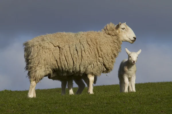Juh- és bárányhús-vidéki — Stock Fotó