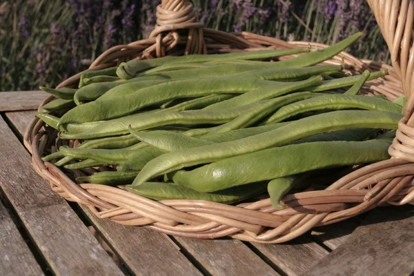 Fagiolini freschi — Foto Stock