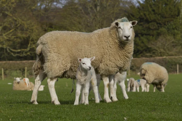 绵羊和羊羔在农村 — 图库照片