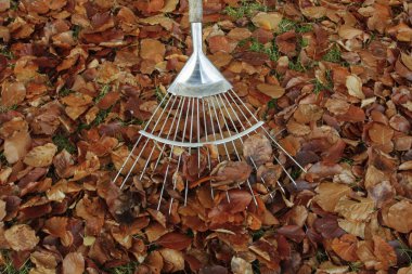 sonbahar yaprakları ile komisyon