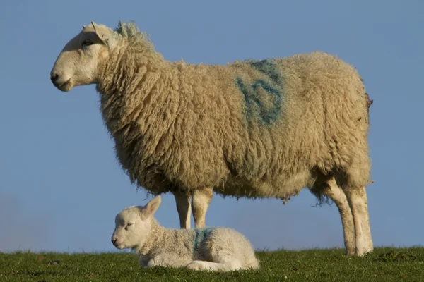 Ovinos e cordeiros no campo rural — Fotografia de Stock