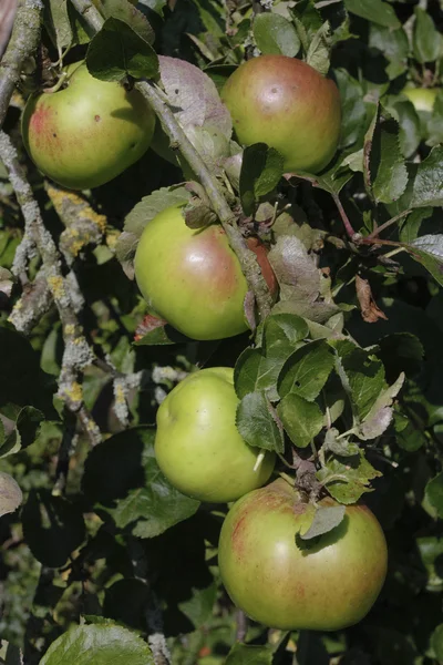 Árvore de maçãs maduras — Fotografia de Stock