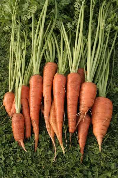 Ripe carrots — Stock Photo, Image