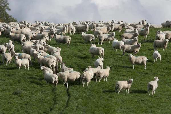 koyun ve kuzu otlatma